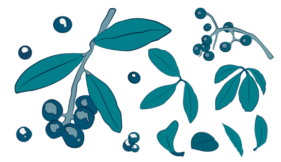 Set Leaves Berries Svg: Graphics for Nature-Inspired Design